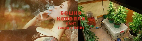 сатива Сосновый Бор